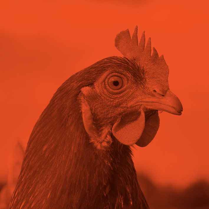 Orange chicken