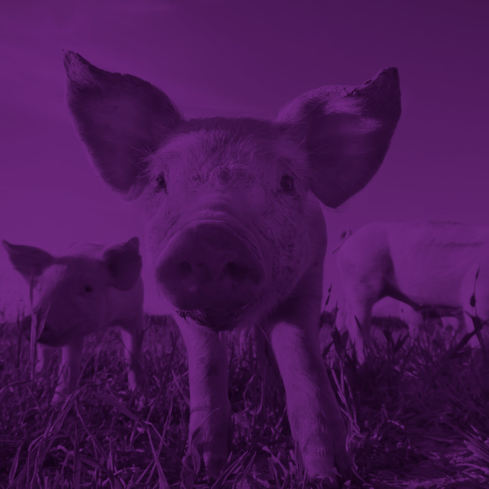 Purple pig